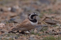 Uškárik bielohrdlý - Eremophila bilopha - Temminck´s Lark