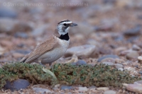 Uškárik bielohrdlý - Eremophila bilopha - Temminck´s Lark