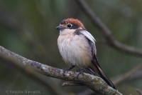 Strakoš červenohlavý - Lanius senator - Woodchat Shrike