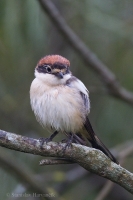 Strakoš červenohlavý - Lanius senator - Woodchat Shrike