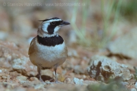 Uškárik bielohrdlý - Eremophila bilopha - Temminck´s Lark