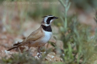 Uškárik bielohrdlý - Eremophila bilopha - Temminck´s Lark