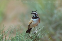 Uškárik bielohrdlý - Eremophila bilopha - Temminck´s Lark