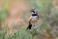 Uškárik bielohrdlý - Eremophila bilopha - Temminck´s Lark