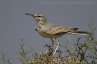 Behuľa dlhozobá - Alaemon alaudipes - Hoopoe Lark