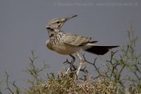 Behuľa dlhozobá - Alaemon alaudipes - Hoopoe Lark