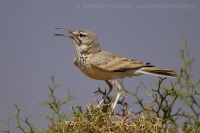 Behuľa dlhozobá - Alaemon alaudipes - Hoopoe Lark