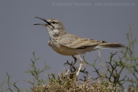 Behuľa dlhozobá - Alaemon alaudipes - Hoopoe Lark