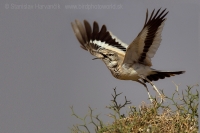Behuľa dlhozobá - Alaemon alaudipes - Hoopoe Lark
