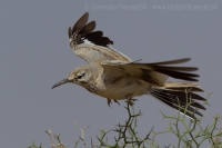 Behuľa dlhozobá - Alaemon alaudipes - Hoopoe Lark