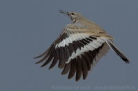Behuľa dlhozobá - Alaemon alaudipes - Hoopoe Lark
