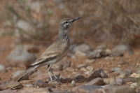 Behuľa dlhozobá - Alaemon alaudipes - Hoopoe Lark