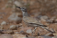 Behuľa dlhozobá - Alaemon alaudipes - Hoopoe Lark