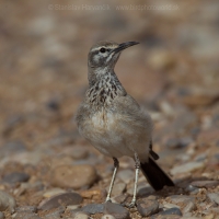 Behuľa dlhozobá - Alaemon alaudipes - Hoopoe Lark