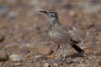 Behuľa dlhozobá - Alaemon alaudipes - Hoopoe Lark