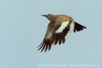 Behuľa dlhozobá - Alaemon alaudipes - Hoopoe Lark