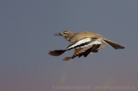 Behuľa dlhozobá - Alaemon alaudipes - Hoopoe Lark