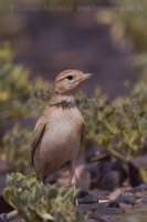 Škovránka krátkoprstá - Calandrella brachydactyla - Short-toed Lark