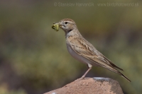 Škovránka krátkoprstá - Calandrella brachydactyla - Short-toed Lark