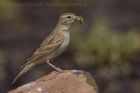 Škovránka krátkoprstá - Calandrella brachydactyla - Short-toed Lark
