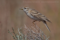 Škovránka krátkoprstá - Calandrella brachydactyla - Short-toed Lark