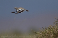 Behuľa dlhozobá - Alaemon alaudipes - Hoopoe Lark