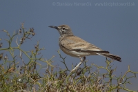 Behuľa dlhozobá - Alaemon alaudipes - Hoopoe Lark