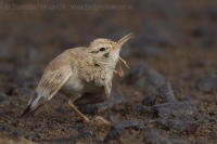 Behuľa dlhozobá - Alaemon alaudipes - Hoopoe Lark