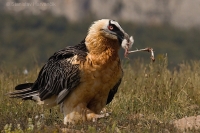 Bradáň žltohlavý - Lammergeier