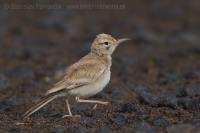 Behuľa dlhozobá - Alaemon alaudipes - Hoopoe Lark