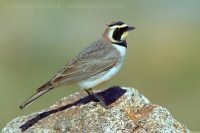 Uškárik vrchovský - Eremophila alpestris - Horned Lark