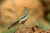 Pipíška chochlatá - Galerida cristata - Crested Lark