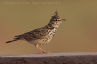 Pipíška chochlatá - Galerida cristata - Crested Lark