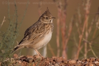 Pipíška vavrínová - Galerida theklae - Thekla Lark