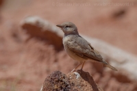 Škovránok bledý - Ammomanes deserti - Desert Lark