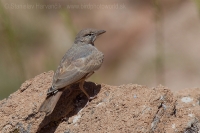 Škovránok bledý - Ammomanes deserti - Desert Lark