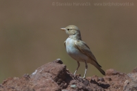 Škovránok púštny - Ammomanes cinctura - Bar-tailed Lark