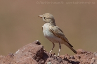 Škovránok púštny - Ammomanes cinctura - Bar-tailed Lark
