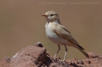 Škovránok púštny - Ammomanes cinctura - Bar-tailed Lark