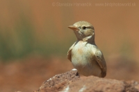 Škovránok púštny - Ammomanes cinctura - Bar-tailed Lark