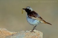 Skaliarik sivohlavý - Oenanthe moesta - Red-rumped Wheatear