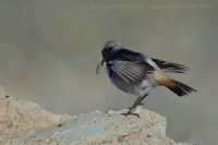 Skaliarik sivohlavý - Oenanthe moesta - Red-rumped Wheatear