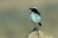 Skaliarik sivohlavý - Oenanthe moesta - Red-rumped Wheatear
