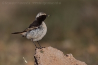 Skaliarik sivohlavý - Oenanthe moesta - Red-rumped Wheatear