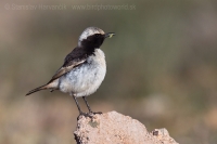 Skaliarik sivohlavý - Oenanthe moesta - Red-rumped Wheatear