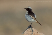 Skaliarik sivohlavý - Oenanthe moesta - Red-rumped Wheatear