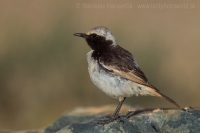 Skaliarik sivohlavý - Oenanthe moesta - Red-rumped Wheatear