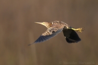 Bučiačik žltohnedý - Yellow Bittern