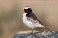 Skaliarik sivohlavý - Oenanthe moesta - Red-rumped Wheatear