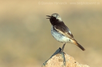 Skaliarik sivohlavý - Oenanthe moesta - Red-rumped Wheatear